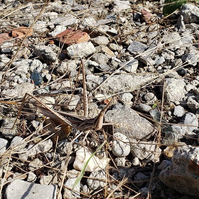 なんかおるなぁ(-ω- ?) (Instagram)