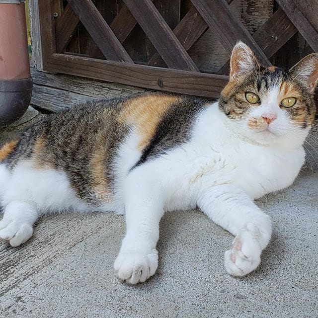 自由でいいな️ (Instagram)