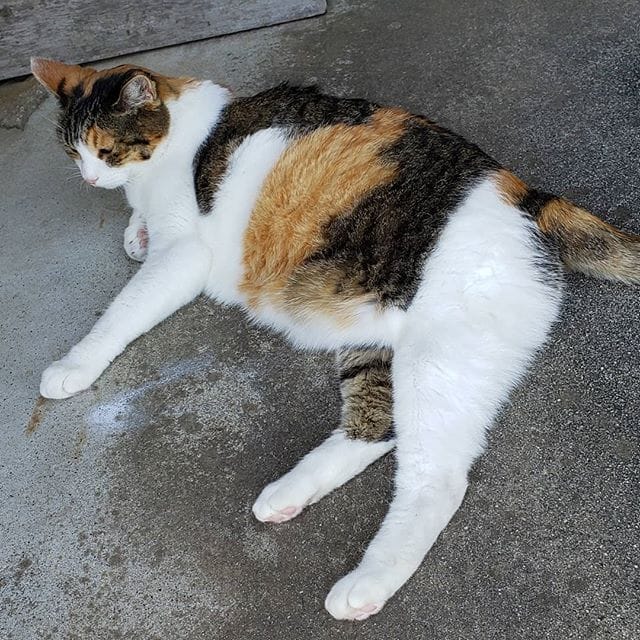 はなさん顔の割に体でかい・・ (Instagram)