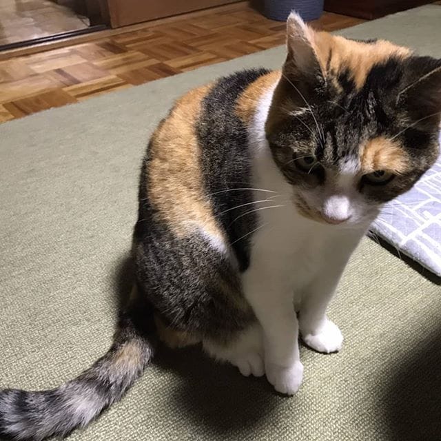 今晩ははなさんのめぢから・・ (Instagram)